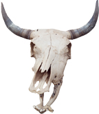 cow skull